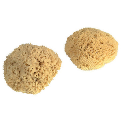 Eponges Naturelles Brute Sous Film 16/17cm