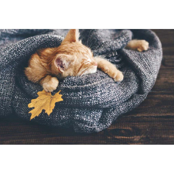 MERCURY - Tapis Velvet Chat Endormi 45x75cm