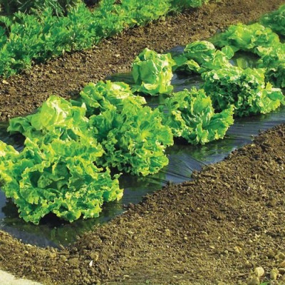 FILM PAILLAGE TERRAFILM 5MX1M40 (Vendu par 1)